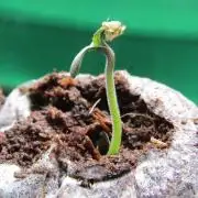 Delicious Seeds 2026 Contest-Golosa