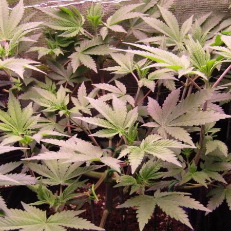 Eternity Grow Cup 2026