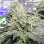 Teufels Plätzchen ! USA Genetics 2026