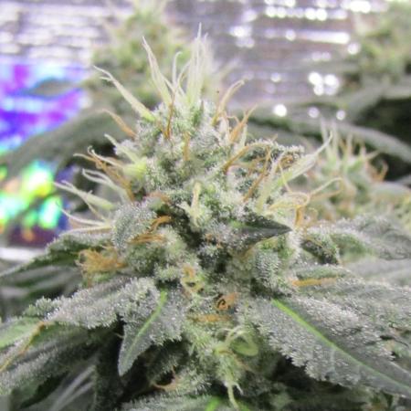 Teufels Plätzchen ! USA Genetics 2026