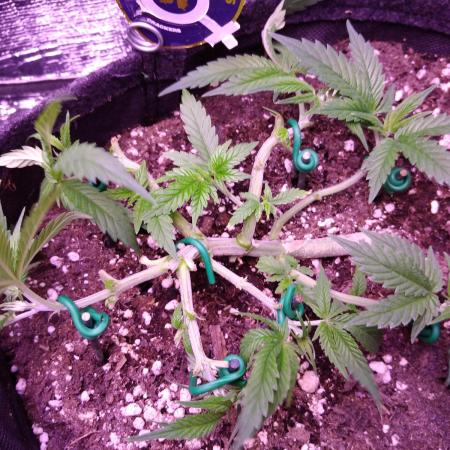 Crackers von Super Strains