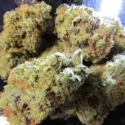 Crackers von Super Strains