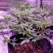 Eternity Grow Cup 2026