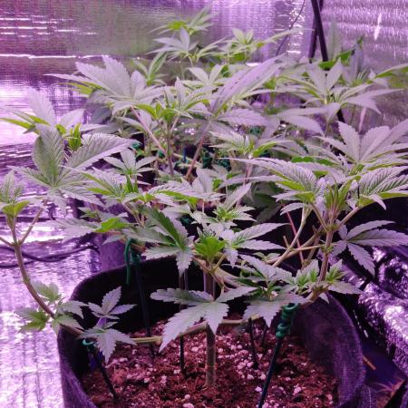 Eternity Grow Cup 2026