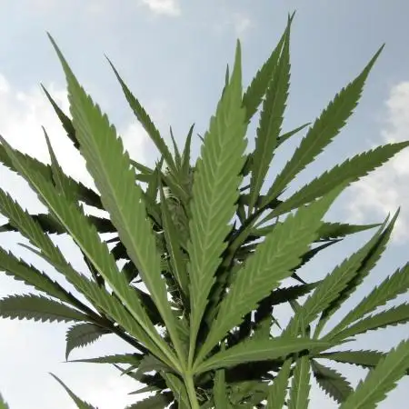 Fast Buds Outdoor 2026 -Guava RF3 Auto