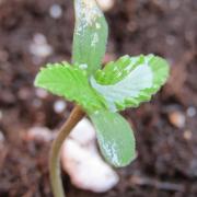 Fast Buds Outdoor 2026 -Guava RF3 Auto