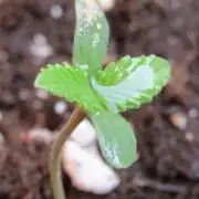 Fast Buds Outdoor 2026 -Guava RF3 Auto
