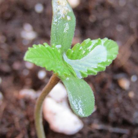 Fast Buds Outdoor 2026 -Guava RF3 Auto