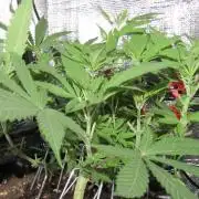 Delicious Seeds 2026 Contest-Golosa