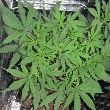 Delicious Seeds 2026 Contest-Golosa