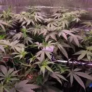 Teufels Plätzchen ! USA Genetics 2026