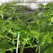 Teufels Plätzchen ! USA Genetics 2026