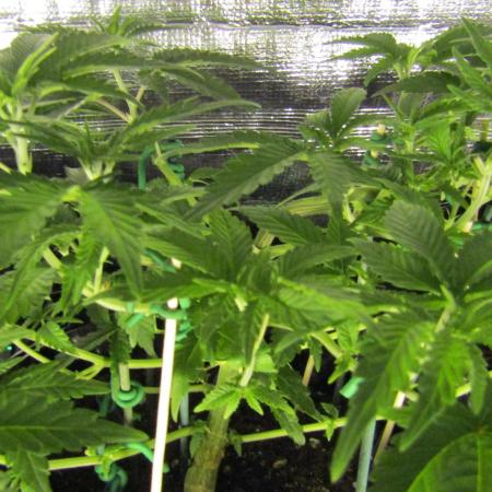 Teufels Plätzchen ! USA Genetics 2026