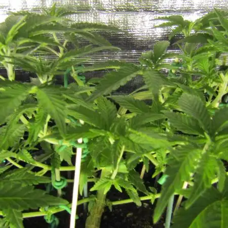 Teufels Plätzchen ! USA Genetics 2026