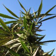 Fast Buds Outdoor 2026 -Guava RF3 Auto