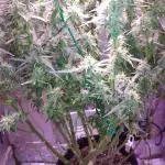 Der 2. Run ! .........die 2. !!!