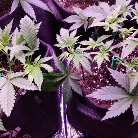 Eternity Grow Cup 2026