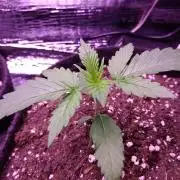 Crackers von Super Strains