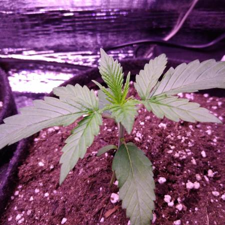 Crackers von Super Strains