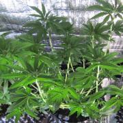 Teufels Plätzchen ! USA Genetics 2026