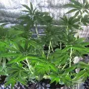 Teufels Plätzchen ! USA Genetics 2026
