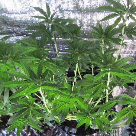 Teufels Plätzchen ! USA Genetics 2026