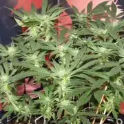 Delicious Seeds 2026 Contest-Golosa