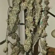 Der 2. Run ! .........die 2. !!!