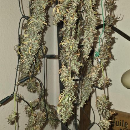 Der 2. Run ! .........die 2. !!!