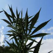 Fast Buds Outdoor 2026 -Guava RF3 Auto