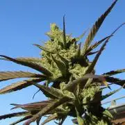 Fast Buds Outdoor 2026 -Guava RF3 Auto