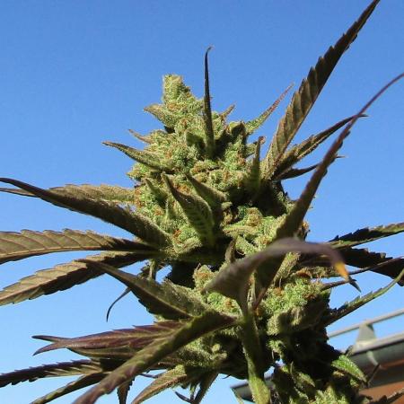Fast Buds Outdoor 2026 -Guava RF3 Auto