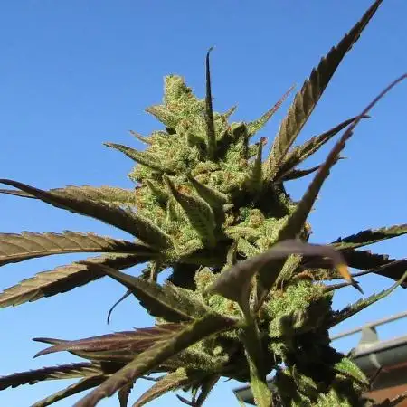 Fast Buds Outdoor 2026 -Guava RF3 Auto
