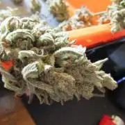 Fast Buds Outdoor 2026 -Guava RF3 Auto