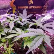 Crackers von Super Strains