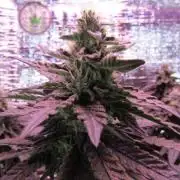 Teufels Plätzchen ! USA Genetics 2026