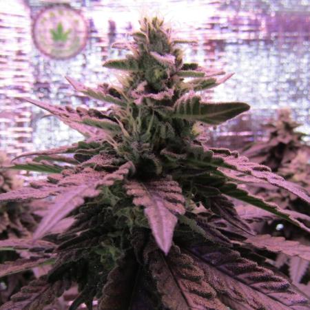 Teufels Plätzchen ! USA Genetics 2026