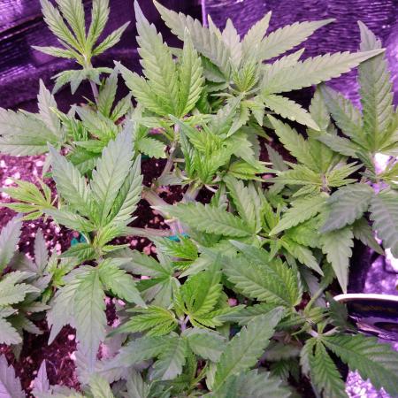 Crackers von Super Strains