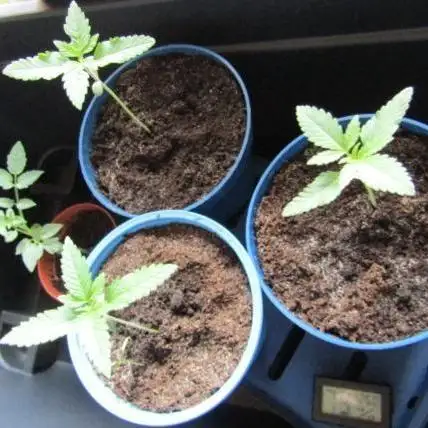 Teufels Plätzchen ! USA Genetics 2026
