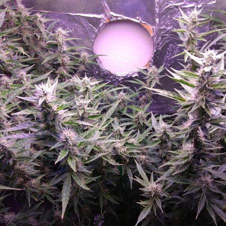 Der 2. Run ! .........die 2. !!!