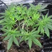 Delicious Seeds 2026 Contest-Golosa