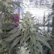 Teufels Plätzchen ! USA Genetics 2026