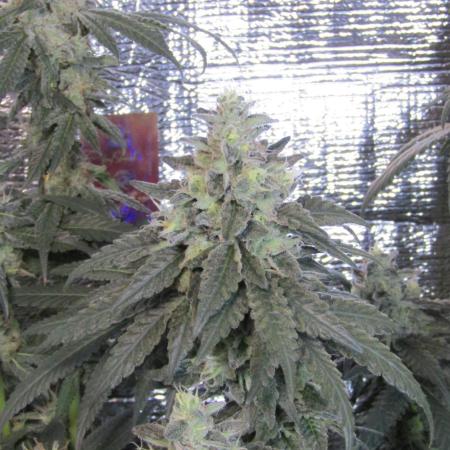 Teufels Plätzchen ! USA Genetics 2026