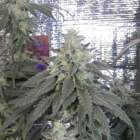 Teufels Plätzchen ! USA Genetics 2026