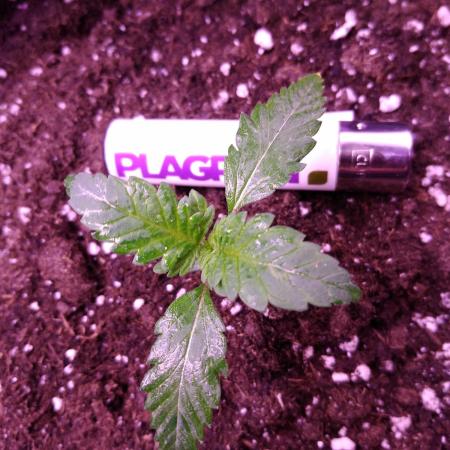 Eternity Grow Cup 2026