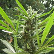 Fast Buds Outdoor 2026 -Guava RF3 Auto