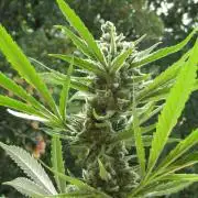 Fast Buds Outdoor 2026 -Guava RF3 Auto