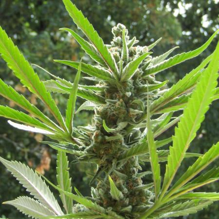 Fast Buds Outdoor 2026 -Guava RF3 Auto