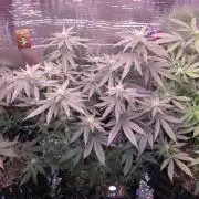 Teufels Plätzchen ! USA Genetics 2026
