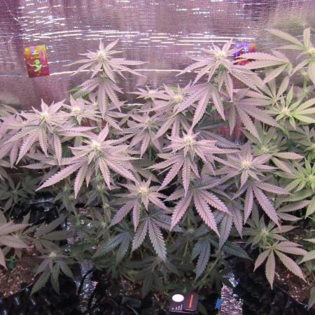 Teufels Plätzchen ! USA Genetics 2026